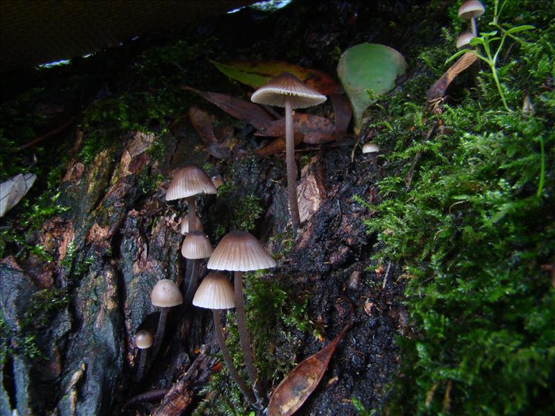 Mycena erubescens (door Frans Ozinga)