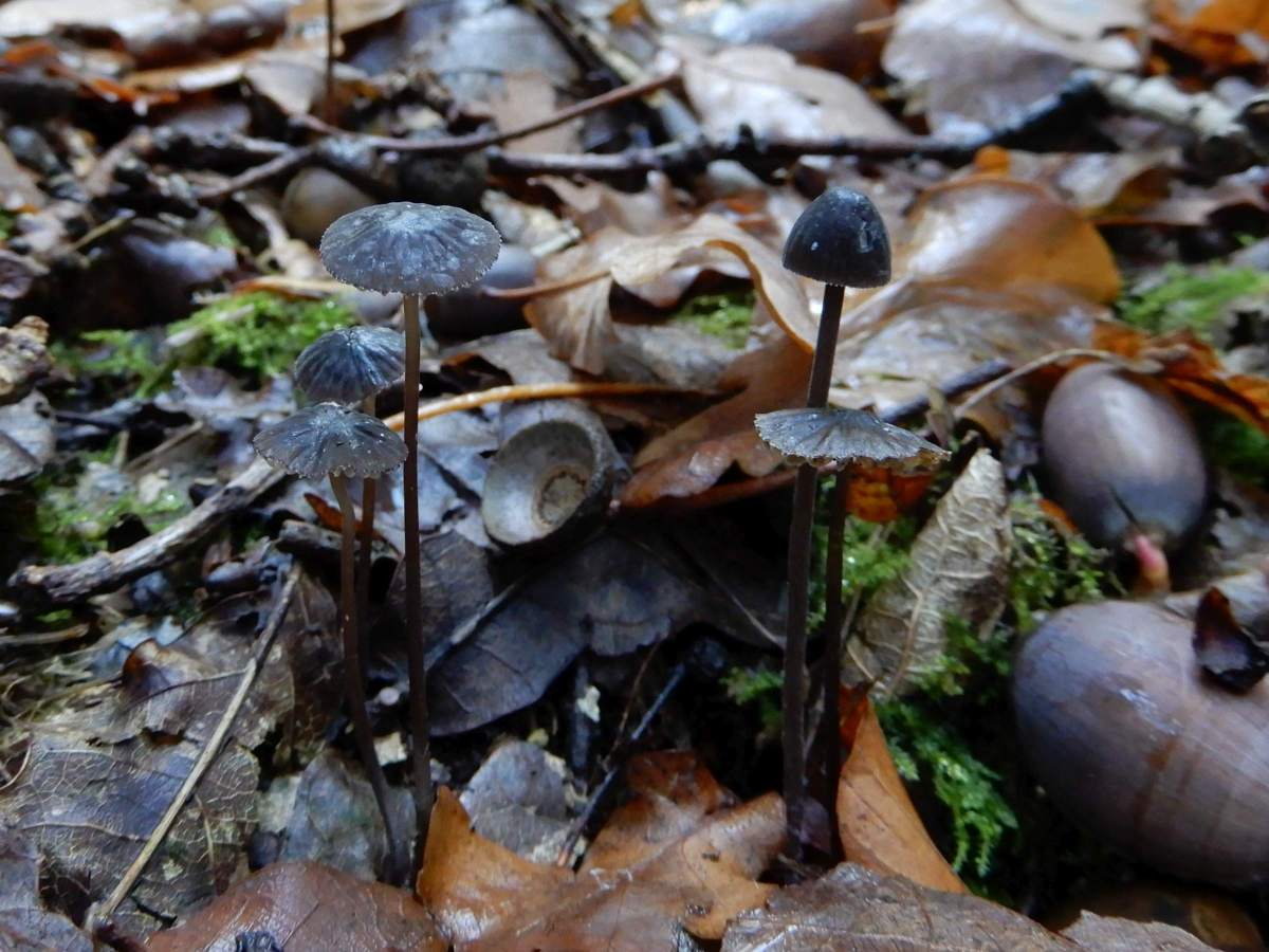 Mycena galopus var. nigra (door Marian Jagers)