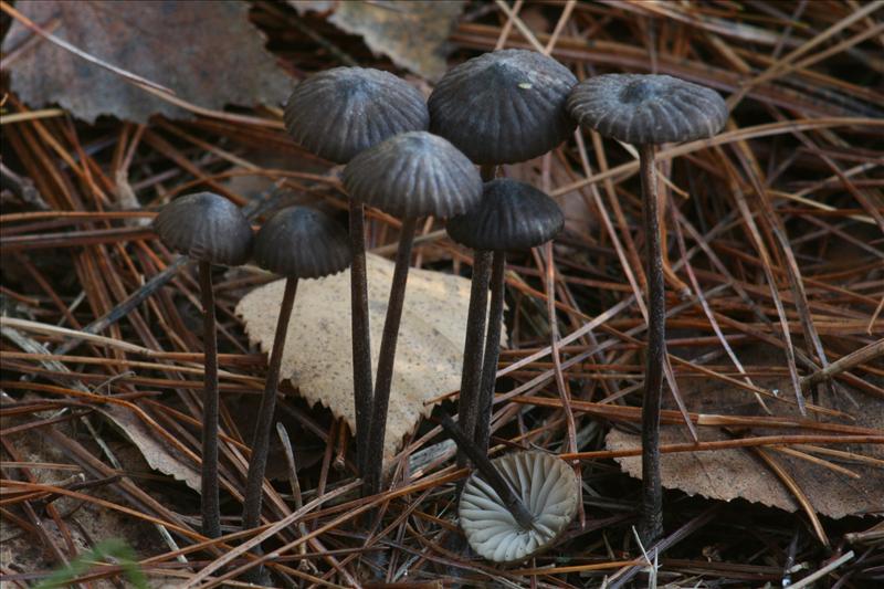 Mycena galopus var. nigra (door Jan Cremers)