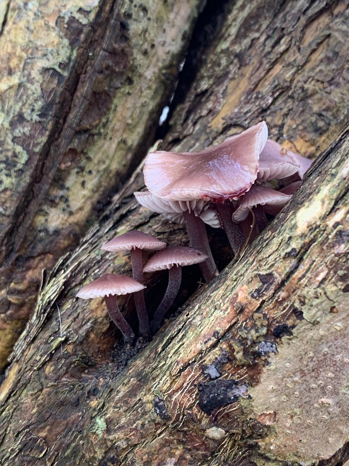 Mycena haematopus (door Jan Hengstmengel)