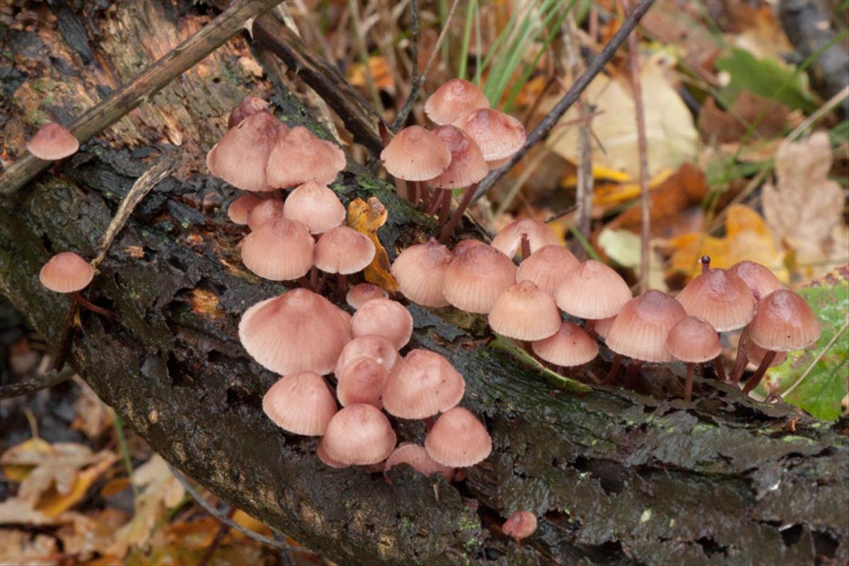 Mycena haematopus (door Aldert Gutter)