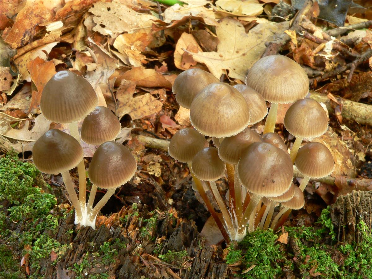 Mycena inclinata (door Hans Meulenbelt)