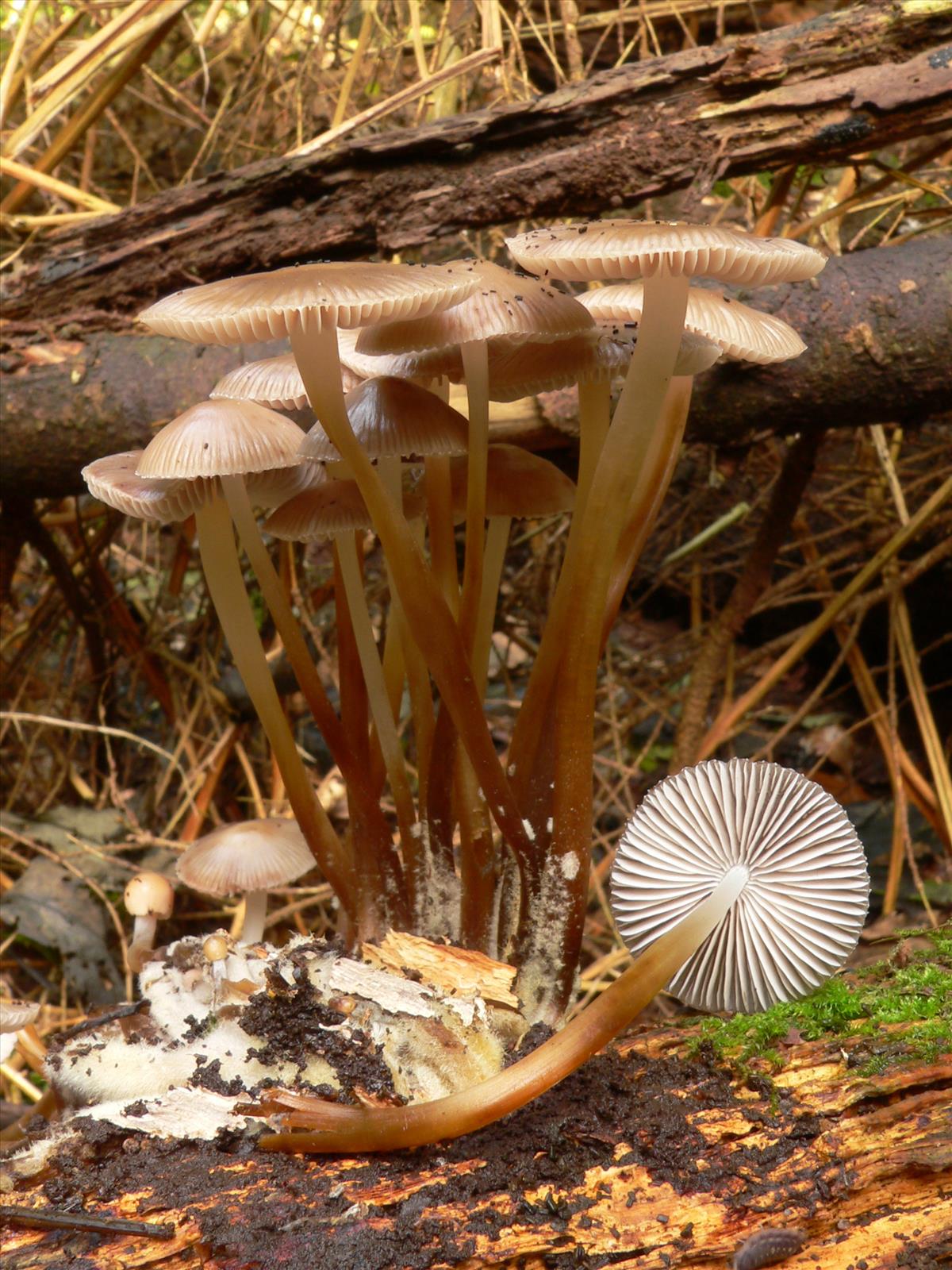 Mycena inclinata (door Hans Meulenbelt)