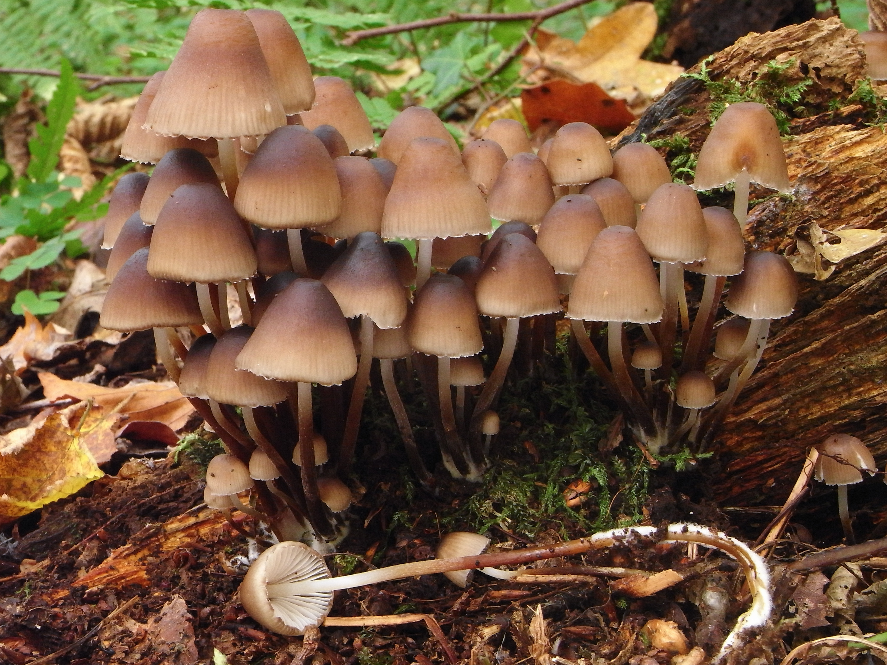 Mycena inclinata (door Roeland Enzlin)