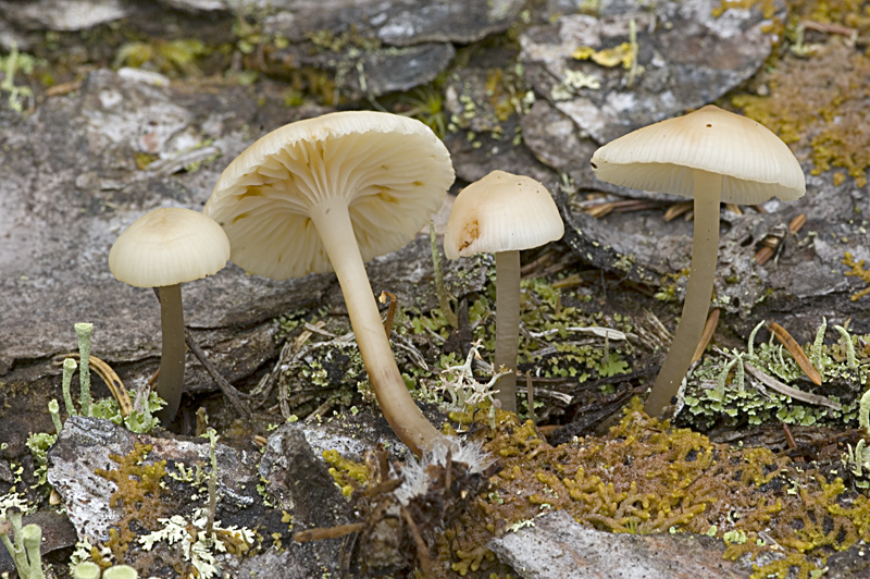 Mycena laevigata (door Nico Dam)