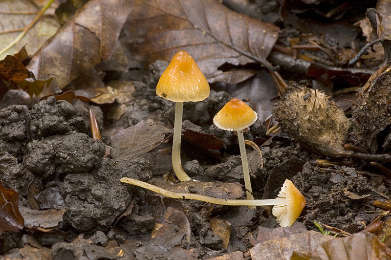 Mycena leptophylla (door Nico Dam)