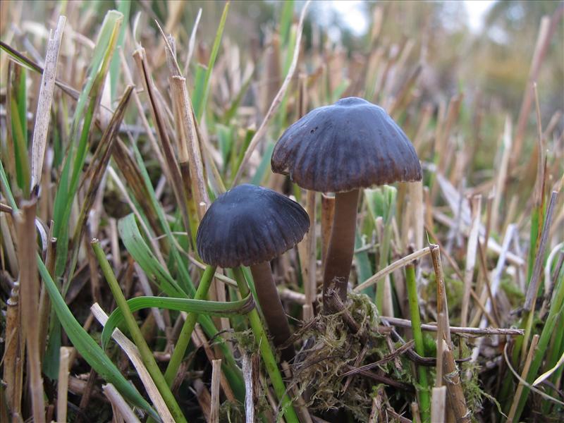 Mycena megaspora (door Marian Jagers)