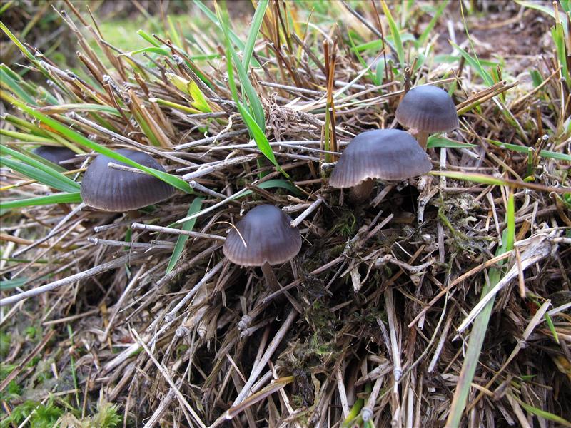 Mycena megaspora (door Marian Jagers)