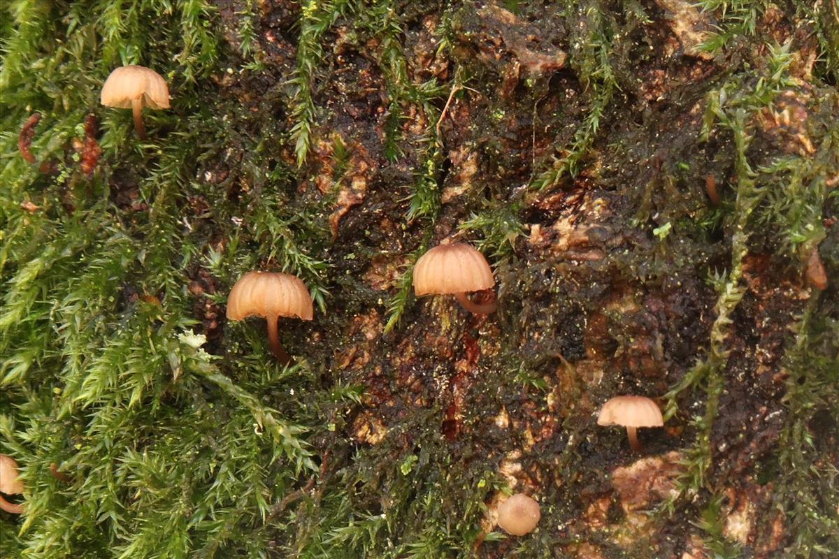 Mycena meliigena (door Laurens van Run)