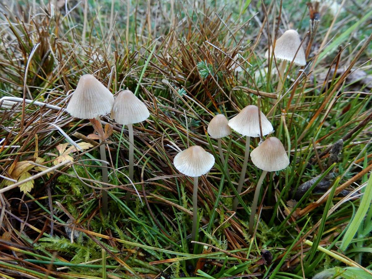 Mycena metata (door Marian Jagers)