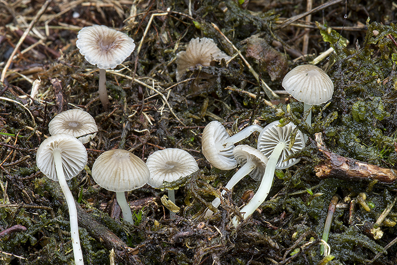 Mycena pelliculosa (door Nico Dam)