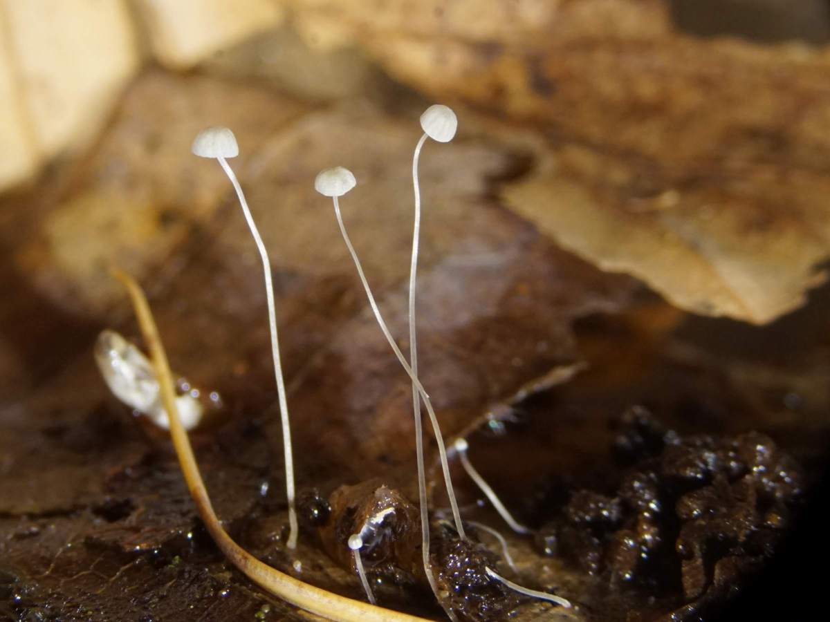 Mycena polyadelpha (door Marian Jagers)