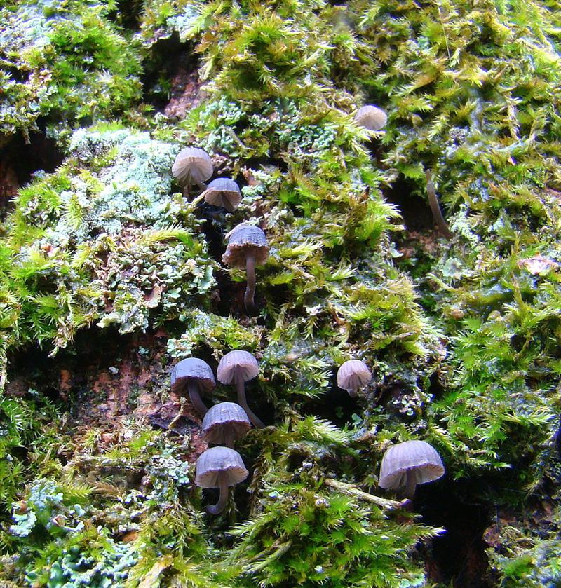 Mycena pseudocorticola (door Frans Ozinga)