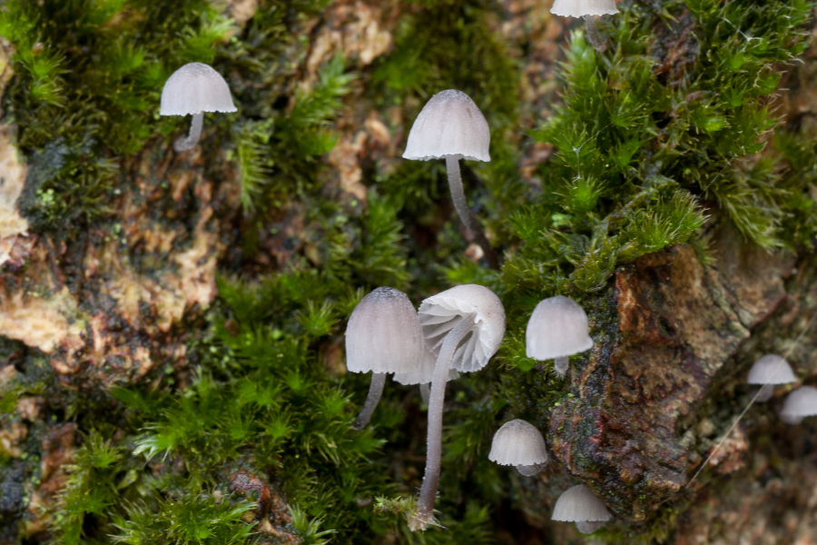 Mycena pseudocorticola (door Aldert Gutter)