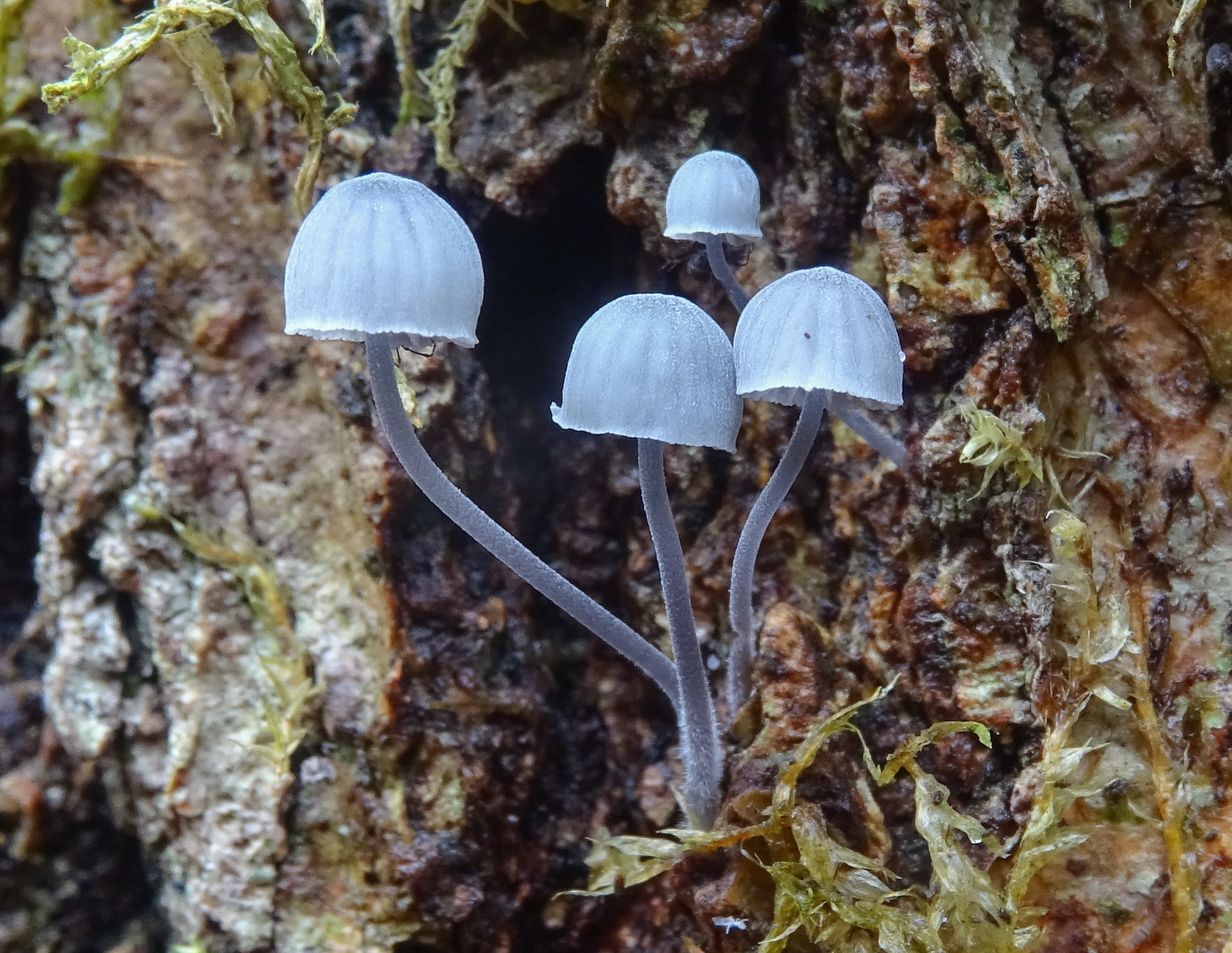 Mycena pseudocorticola (door Roeland Enzlin)