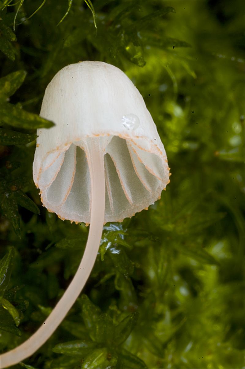 Mycena pterigena (door Nico Dam)