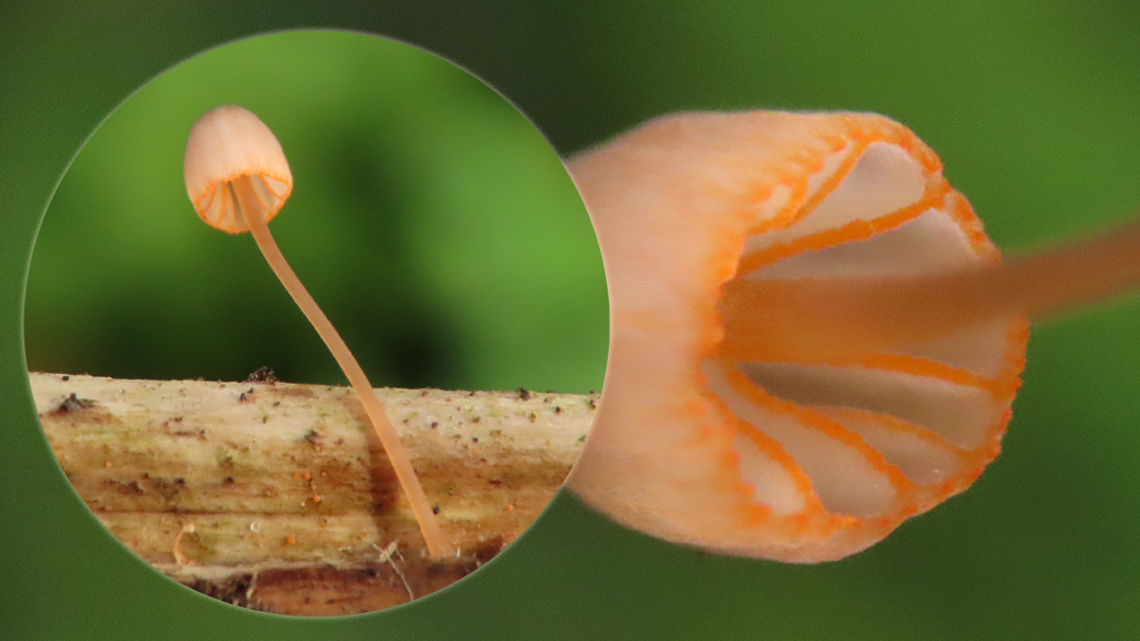 Mycena pterigena (door Loe Giesen)