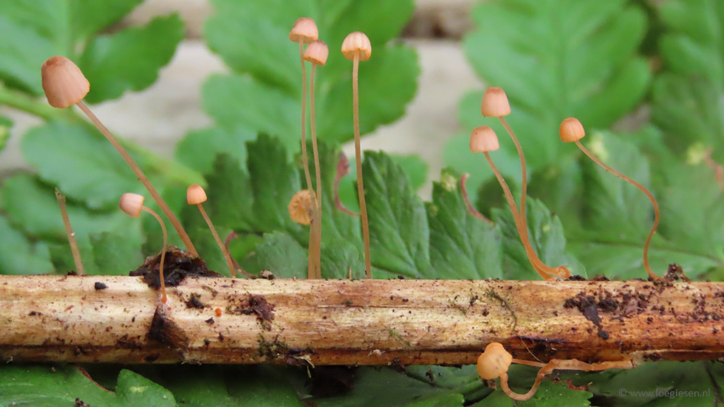 Mycena pterigena (door Loe Giesen)