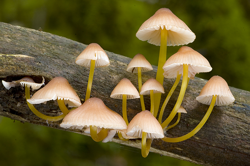 Mycena renati (door Nico Dam)