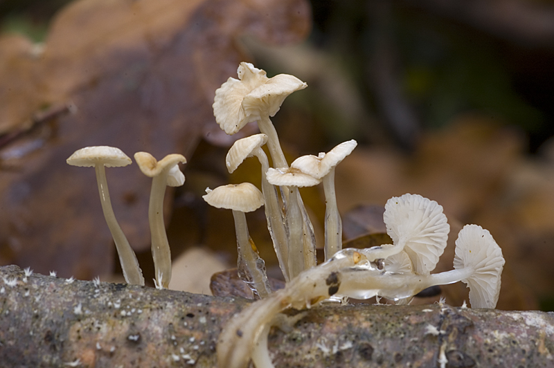 Roridomyces roridus (door Nico Dam)