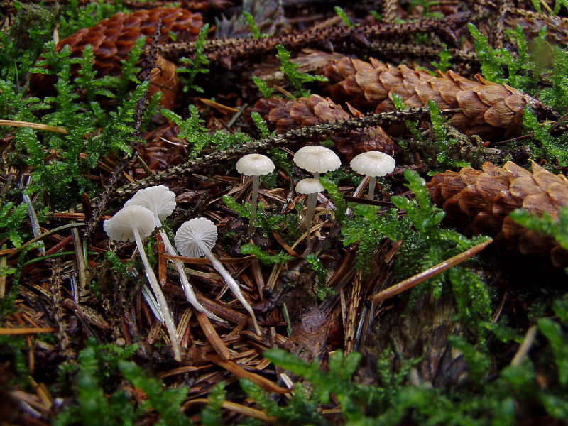 Roridomyces roridus (door André Houter)