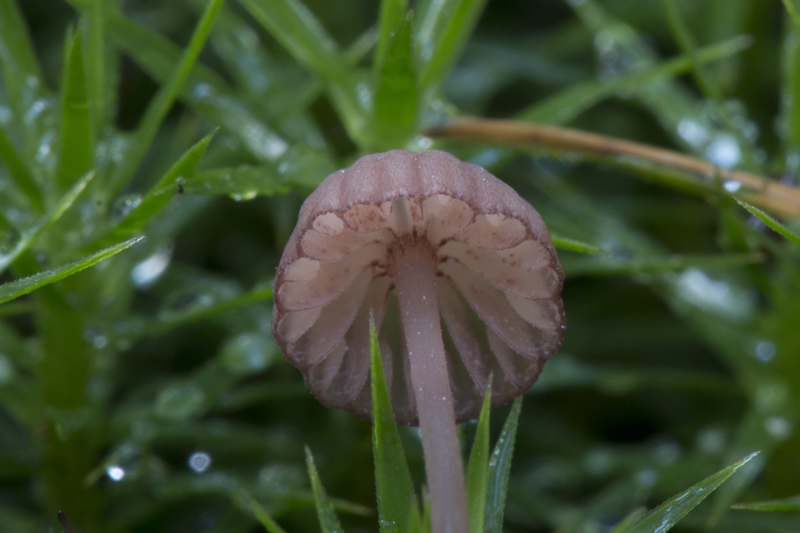 Mycena sanguinolenta (door Menno Boomsluiter)