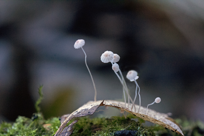 Mycena smithiana (door Menno Boomsluiter)