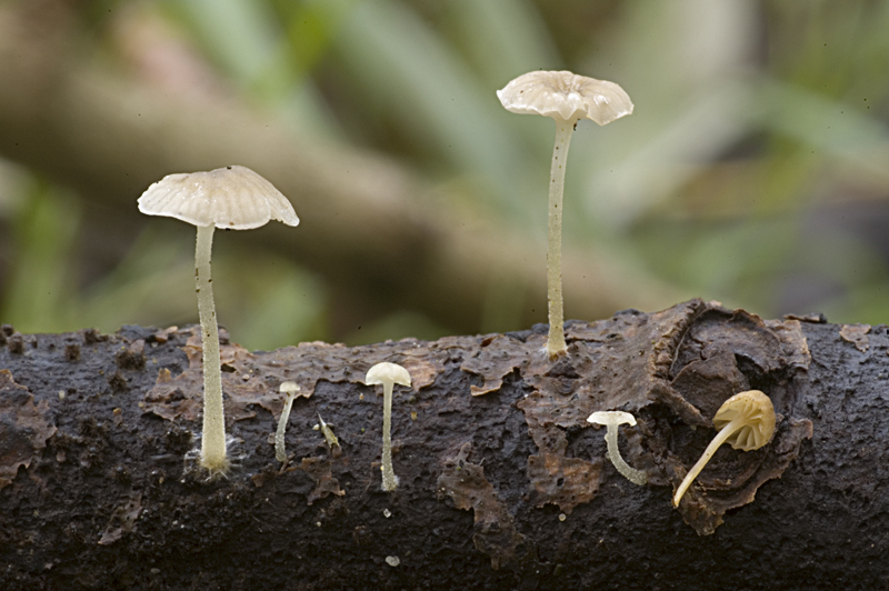 Mycena speirea (door Nico Dam)