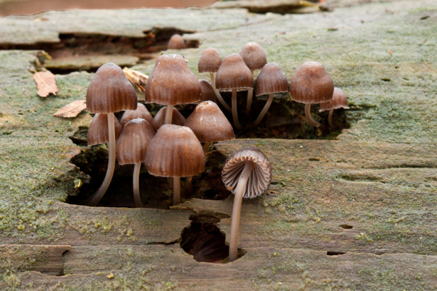 Mycena stipata (door Aldert Gutter)