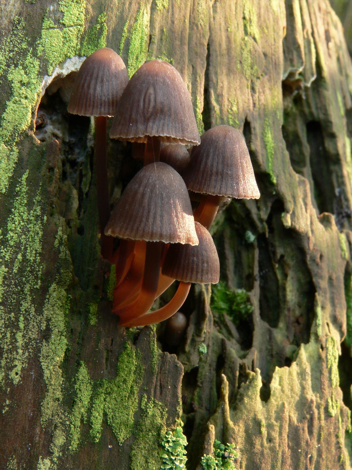 Mycena stipata (door Hans Meulenbelt)