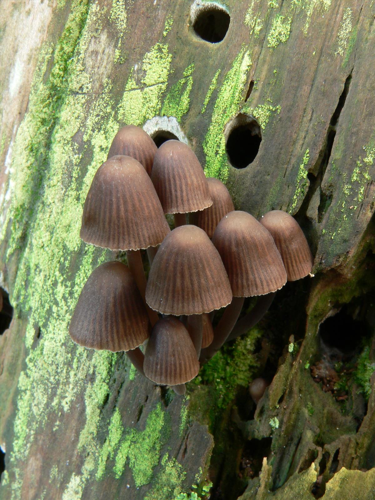 Mycena stipata (door Hans Meulenbelt)