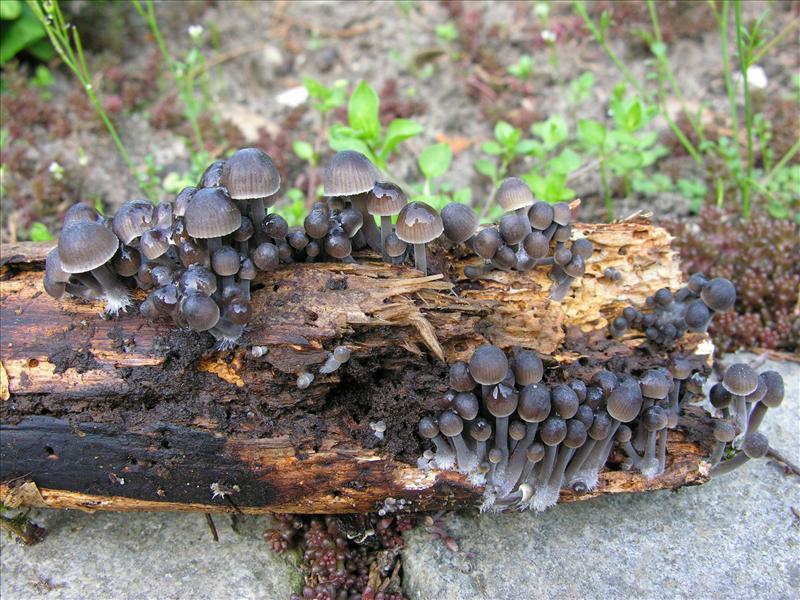 Mycena stipata (door Marian Jagers)