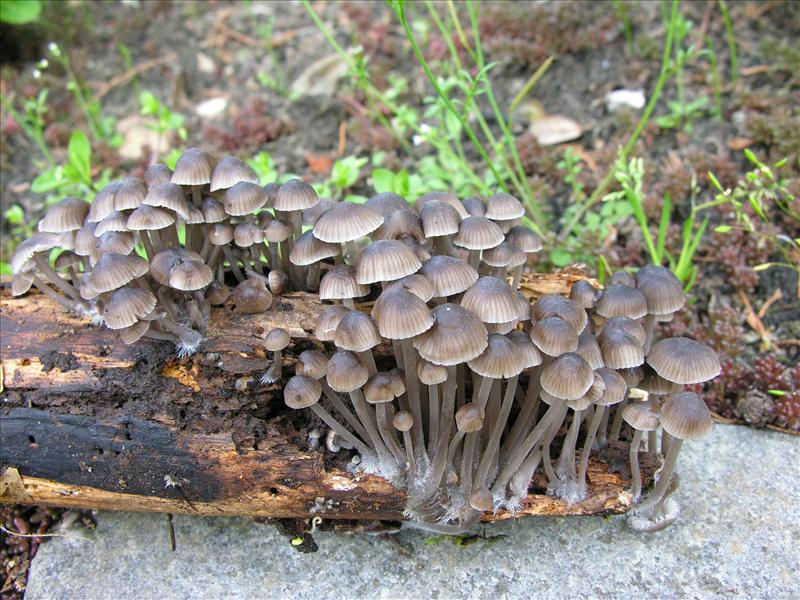 Mycena stipata (door Marian Jagers)