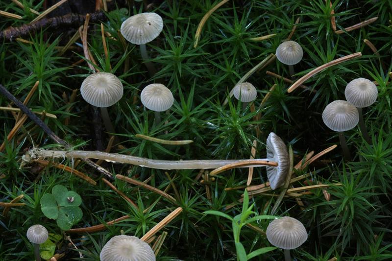 Mycena vulgaris (door Menno Boomsluiter)