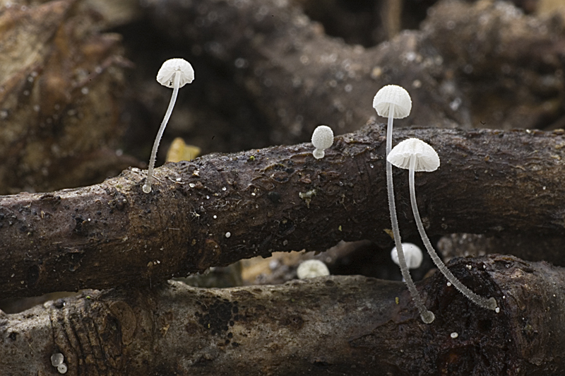 Mycena adscendens (door Nico Dam)