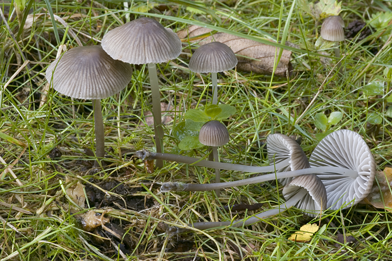 Mycena aetites (door Nico Dam)