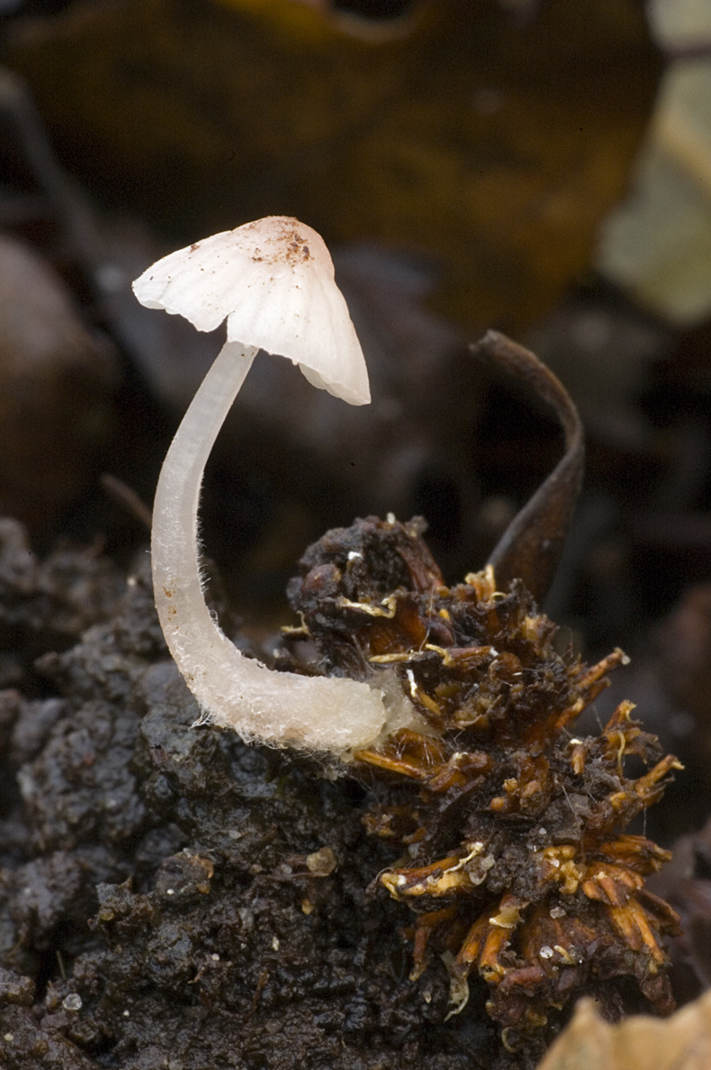 Mycena albidolilacea (door Nico Dam)