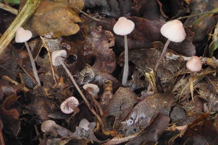 Mycena albidolilacea (door Roeland Enzlin)