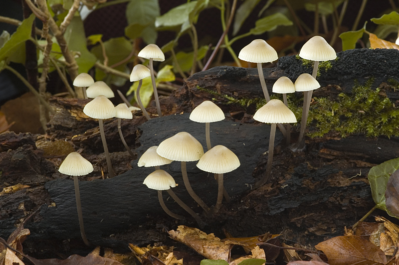 Mycena arcangeliana (door Nico Dam)