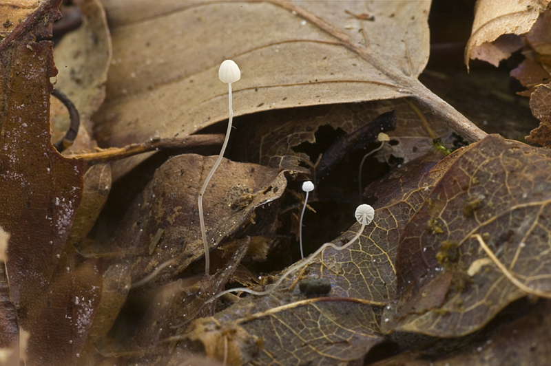 Mycena capillaris (door Nico Dam)