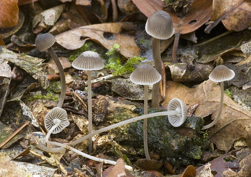 Mycena cinerella (door Nico Dam)