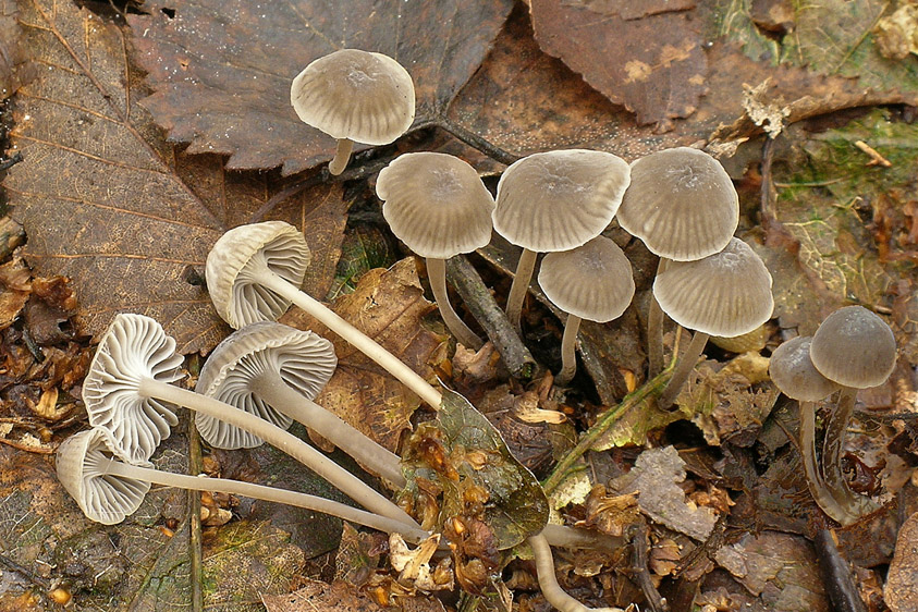 Mycena cinerella (door Henk Huijser)