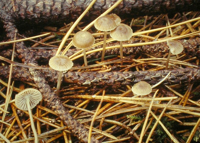 Mycena clavicularis (door Aldert Gutter)