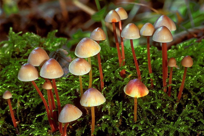 Mycena crocata (door Henk Huijser)