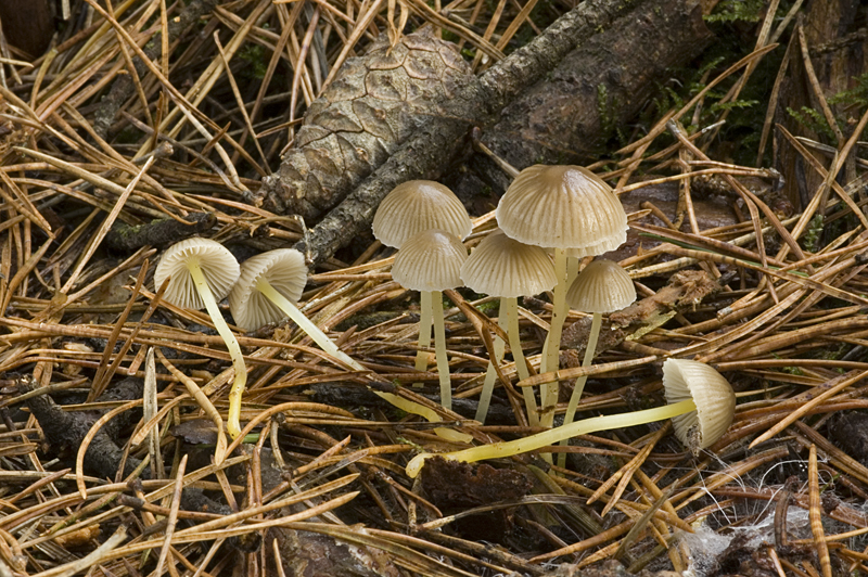 Mycena epipterygia (door Nico Dam)