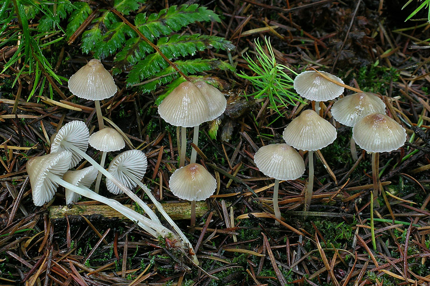 Mycena epipterygia var. epipterygia (door Henk Huijser)