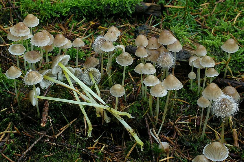 Mycena epipterygia var. epipterygia (door Henk Huijser)