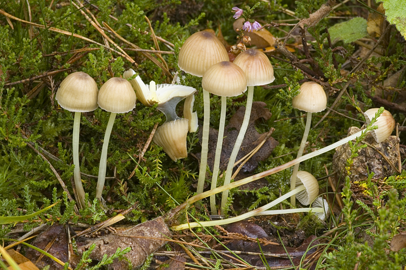 Mycena epipterygioides (door Nico Dam)