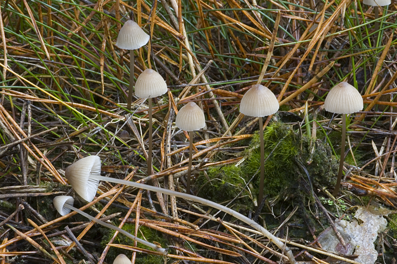 Mycena filopes (door Nico Dam)