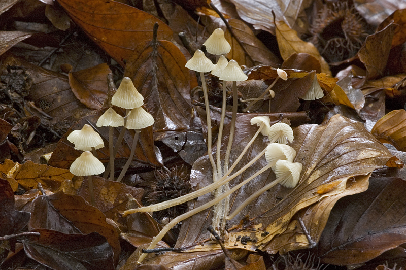 Mycena flavescens (door Nico Dam)